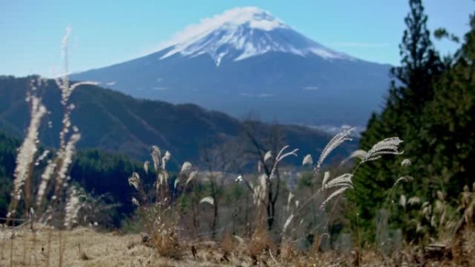 聚焦前景草地，富士山在背景中脱离焦点