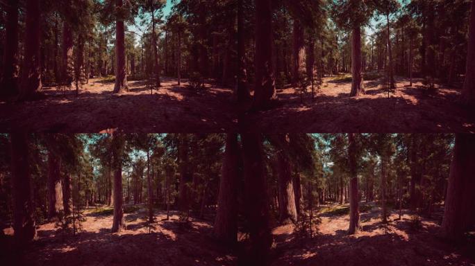 红杉国家公园夏季的巨型红杉树