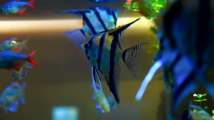 水族馆蓝色水中的神仙鱼，鳞翅目