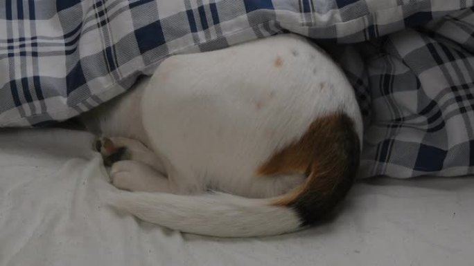这只狗躺在被窝里。小猎犬睡在毯子下。狗的噩梦。