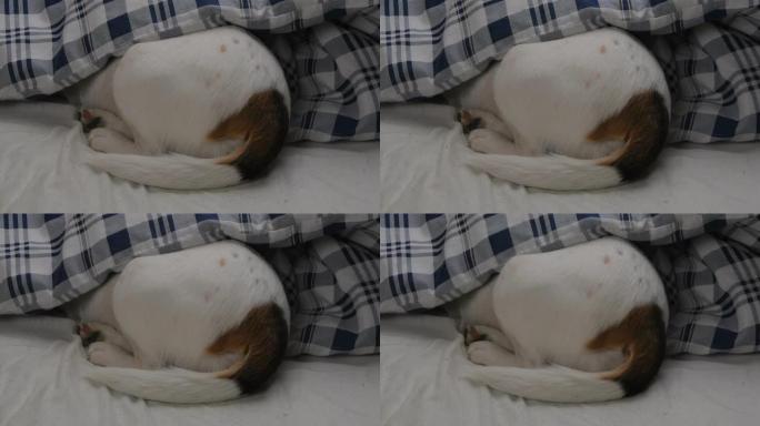 这只狗躺在被窝里。小猎犬睡在毯子下。狗的噩梦。