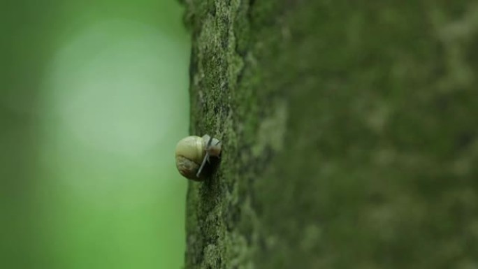 小蜗牛吃苔藓