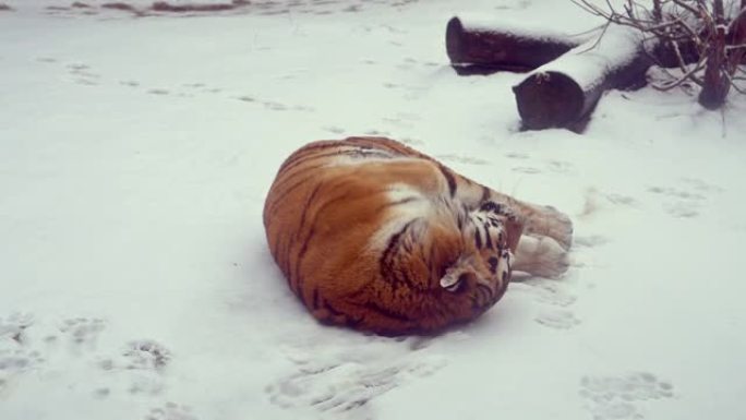 4k120 fps大雄西伯利亚虎的超慢动作视频，雪后寒冬森林中的豹蒂格里斯阿尔泰卡，国家公园豹地，在