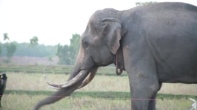 泰国武里南的雄性大象行为。