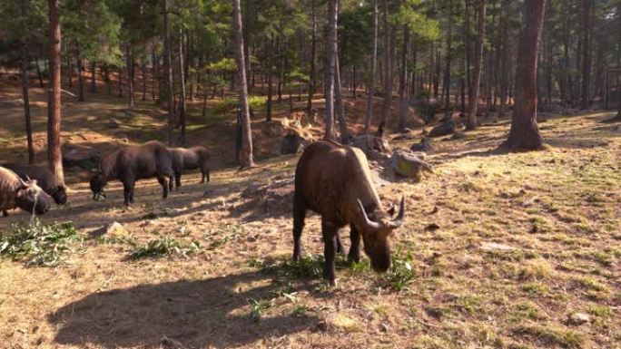 不丹的国家动物在不丹廷布被称为羚牛