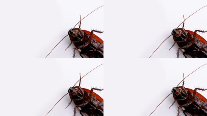 蟑螂的4k慢动作视频。