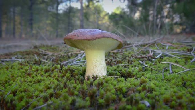 绿色苔藓和松针中的光滑杰克蘑菇