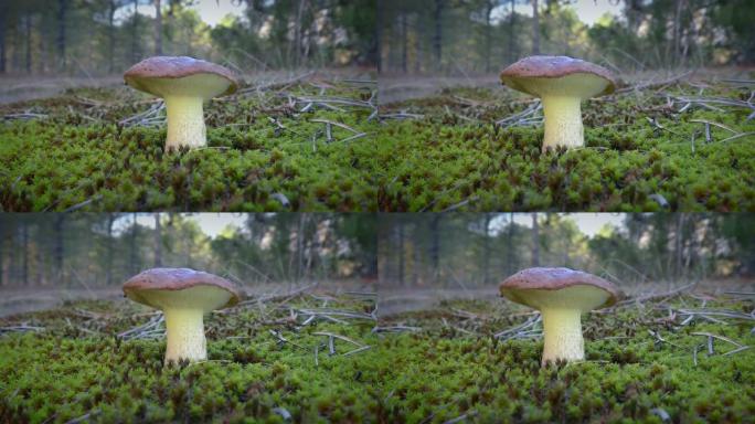 绿色苔藓和松针中的光滑杰克蘑菇