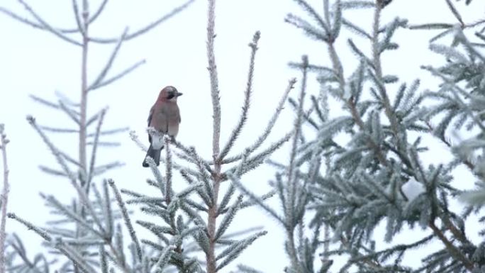 欧亚杰伊栖息在霜冻的树上，在爱沙尼亚飞走