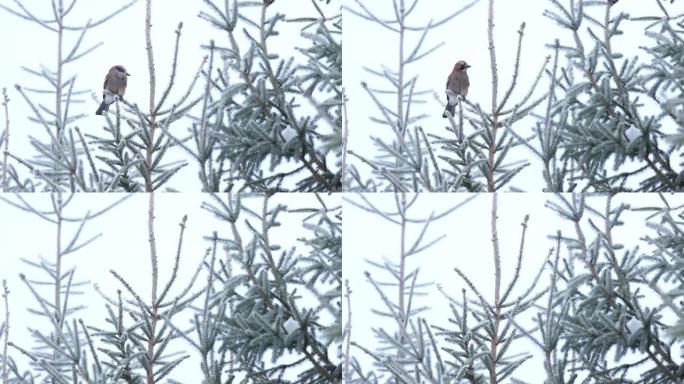 欧亚杰伊栖息在霜冻的树上，在爱沙尼亚飞走