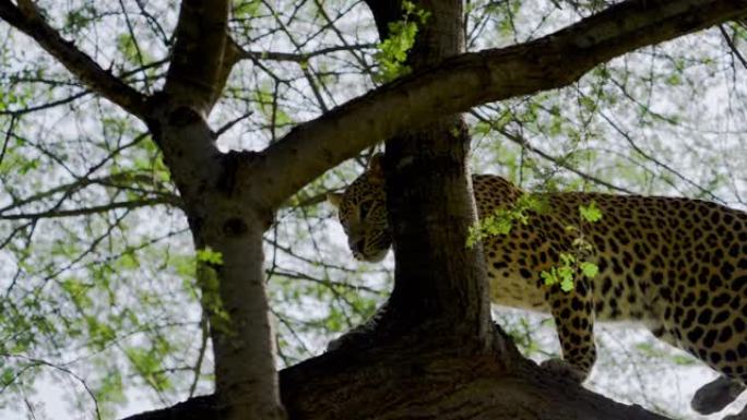 豹子在印度森林的树枝上行走
