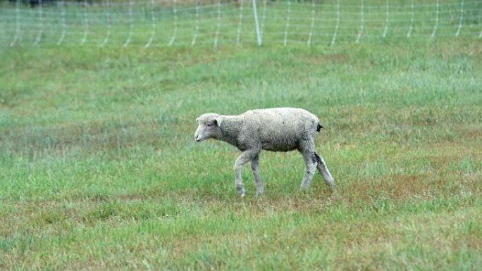 一只羔羊走过田野