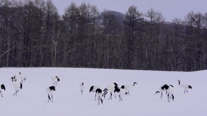 一大群丹顶鹤在雪地上觅食。