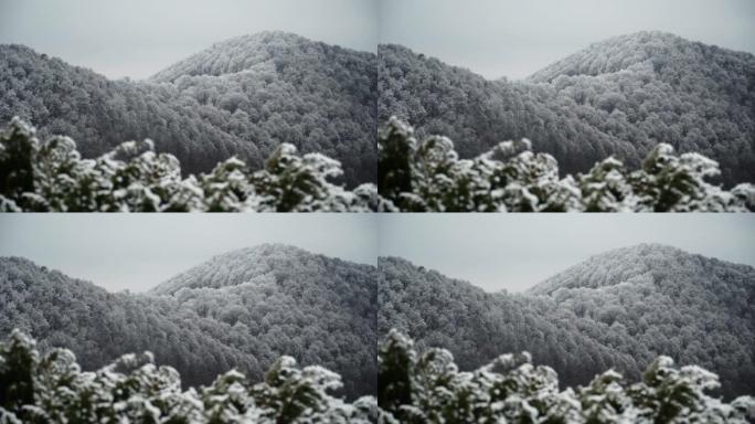 霜冻针叶树树枝的风景特写