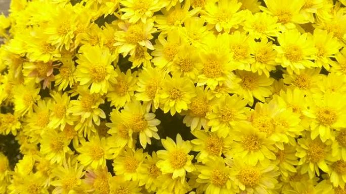 秋天花园中带有淡黄色花瓣的菊花灌木