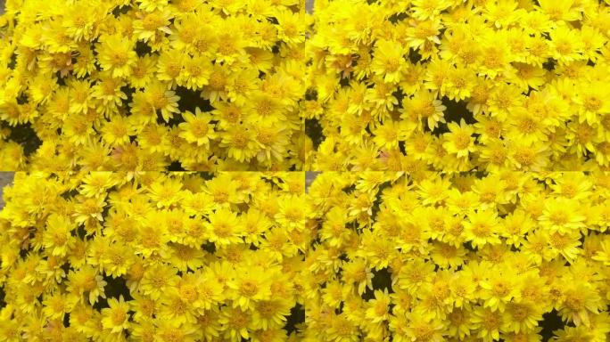 秋天花园中带有淡黄色花瓣的菊花灌木