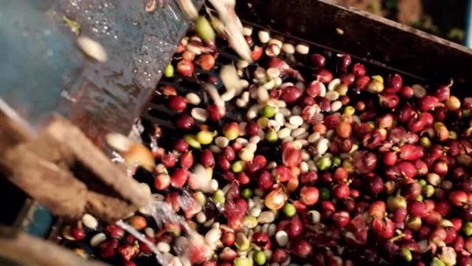 咖啡樱桃清洗加工，咖啡豆去皮机加水，新鲜咖啡豆研磨，咖啡豆湿法加工。