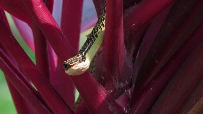 金树蛇，Chrysopelea ornata