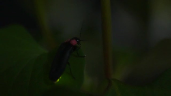 许多萤火虫疯狂跳舞的高灵敏度视频记录。