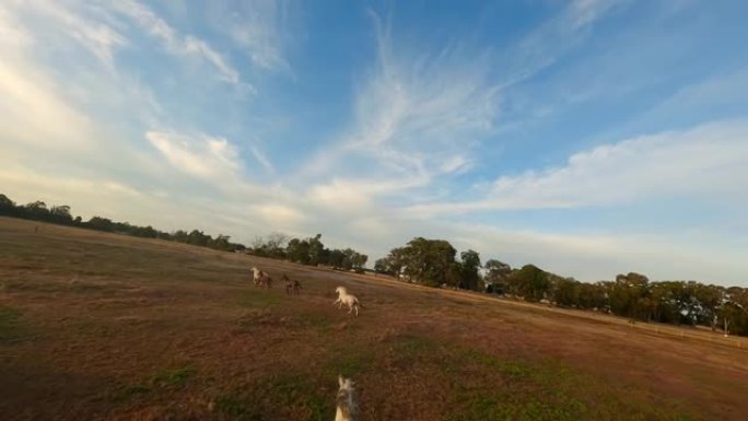 一群马在澳大利亚的田野中奔跑