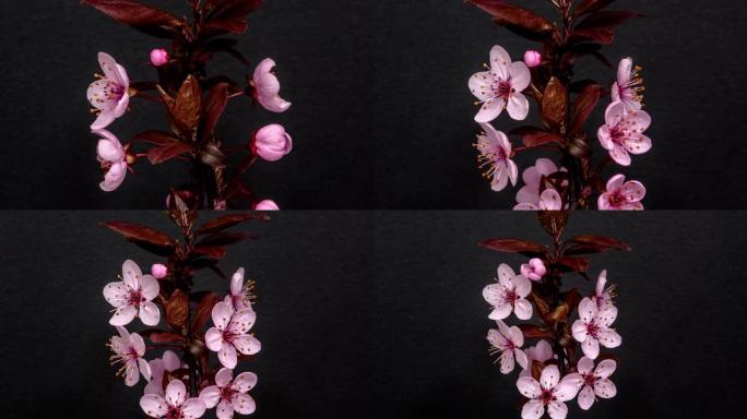 野梅花盛开在一个水平格式的时间间隔对黑色背景。野梅花在春天盛开。