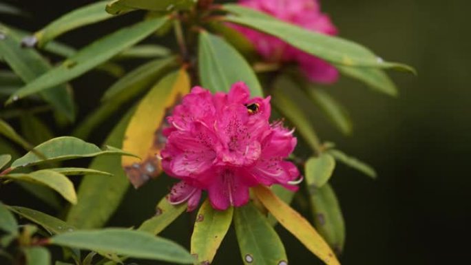 大黄蜂花卉采蜜蜜蜂