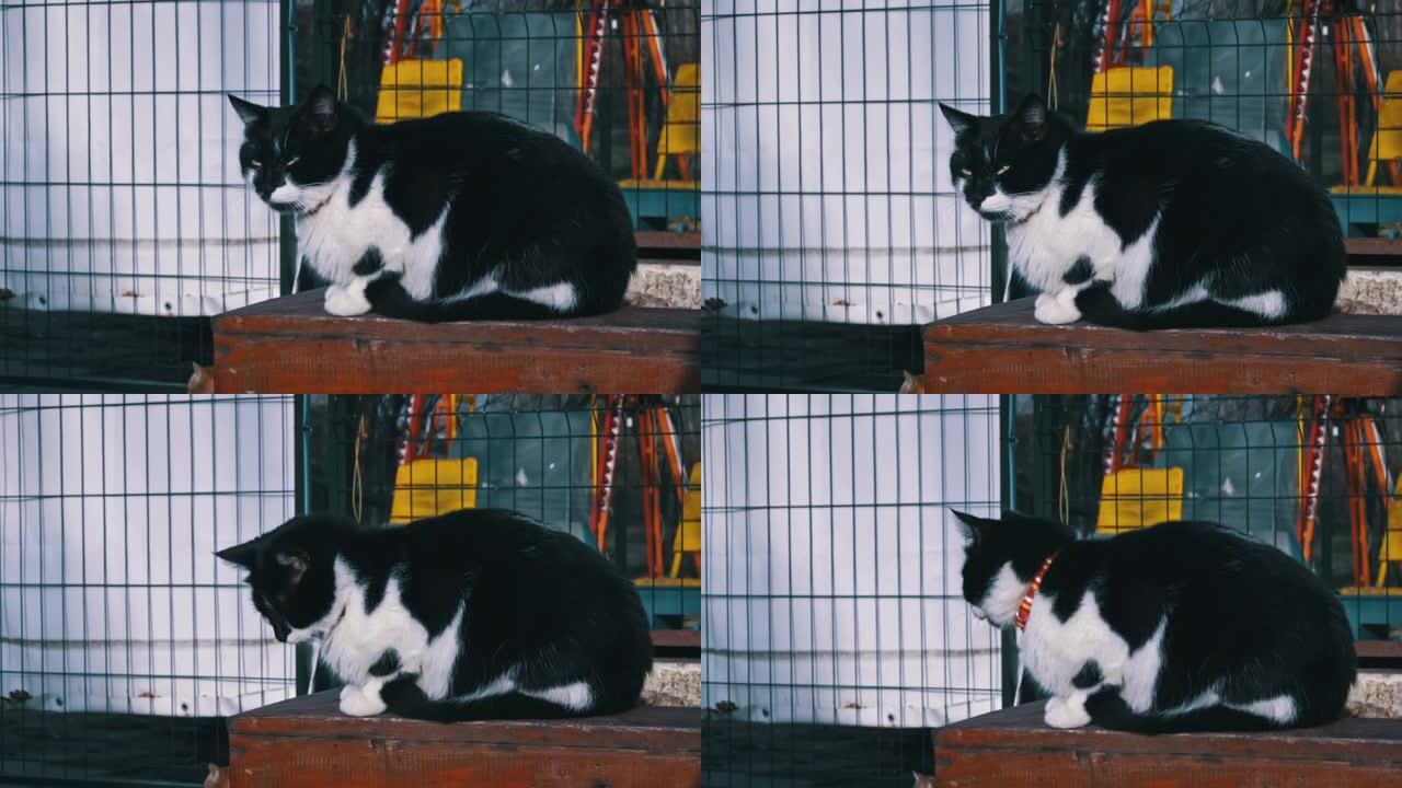 无家可归的黑白猫饿着肚子坐在街上