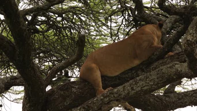 非洲恩杜图的树上的母狮