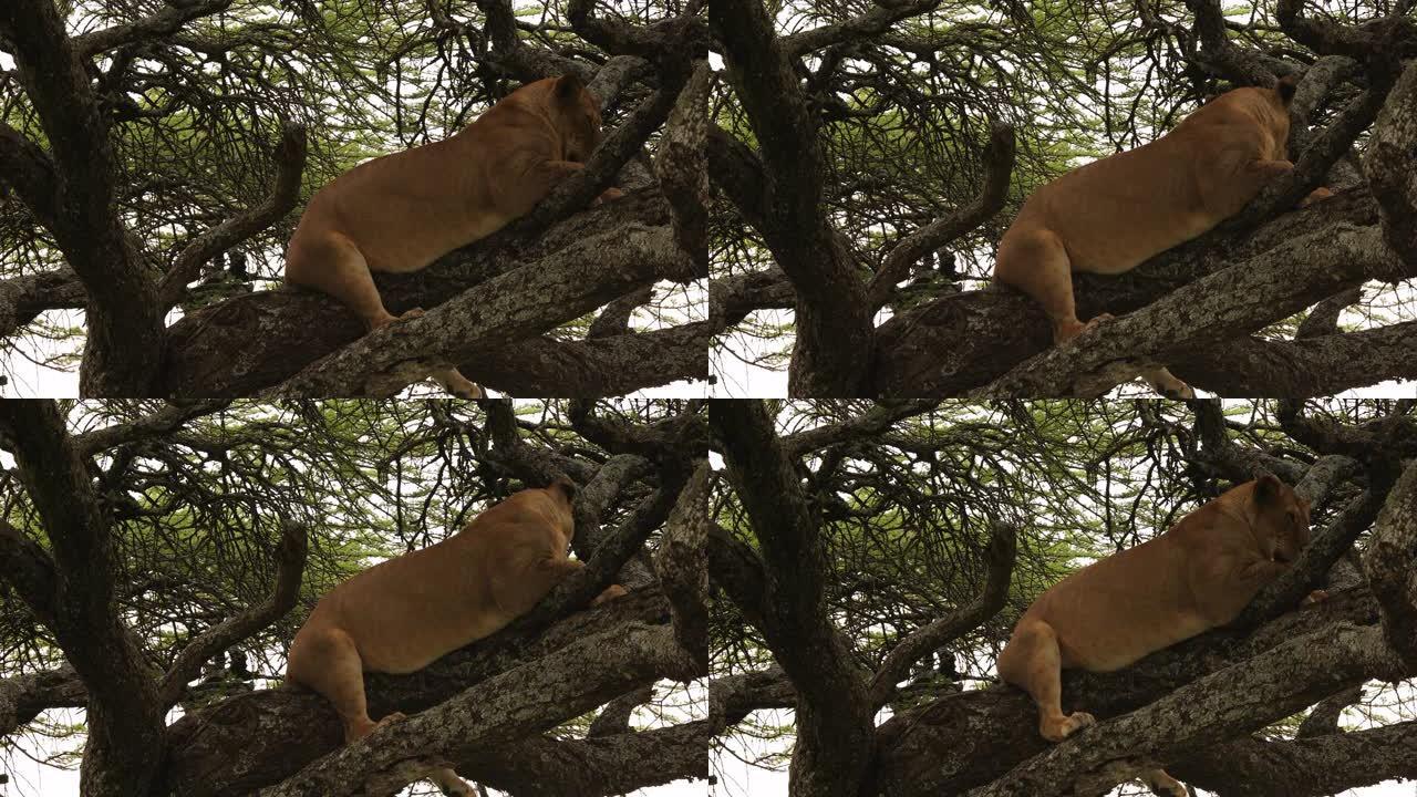 非洲恩杜图的树上的母狮