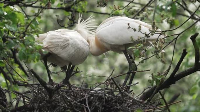 巢内有雏鸟的欧亚琵鹭 (Platalea leumorodia)