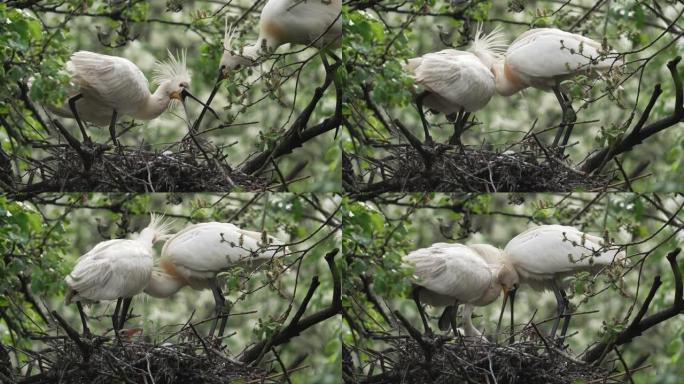 巢内有雏鸟的欧亚琵鹭 (Platalea leumorodia)