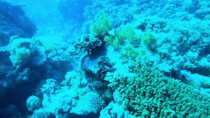 埃及红海海底的巨蛤