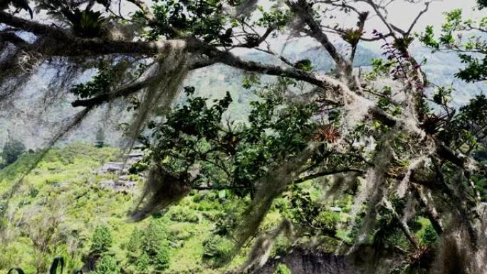 蒂兰西亚 (Tillandsia) 的静态视频，也被称为老人的胡须，生长在一棵老树上