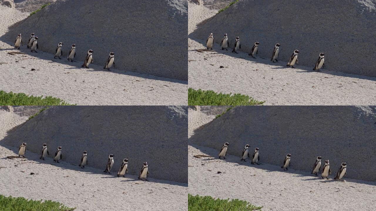 非洲企鹅排成一排，巨石海滩