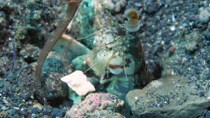 近距离孔雀螳螂虾从水下海底的洞里偷看。