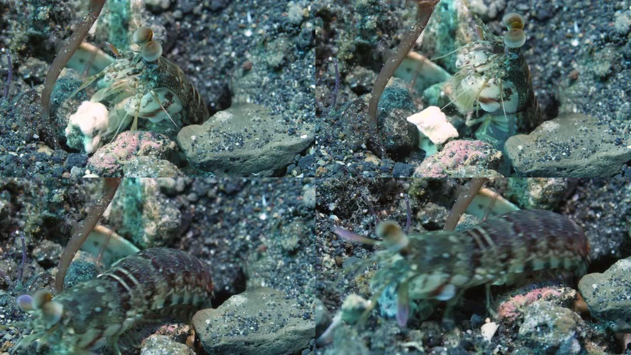 近距离孔雀螳螂虾从水下海底的洞里偷看。