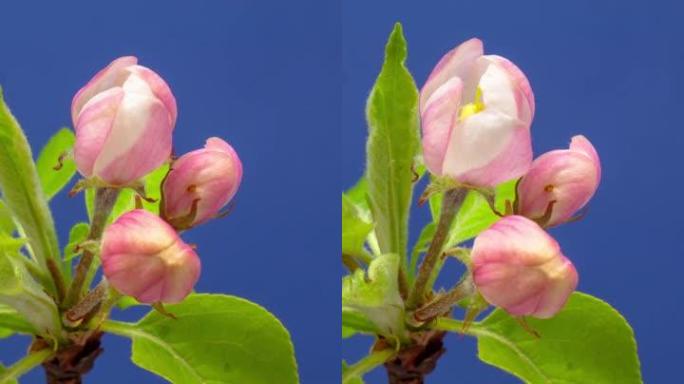 4k垂直延时的野生苹果树花开并在蓝色背景上生长。盛开的马鲁斯家蝇花。9:16比例的垂直时间流逝手机和
