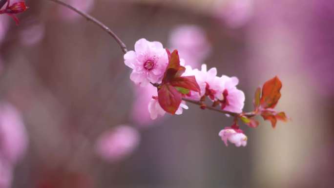 胶州三里河赏樱花