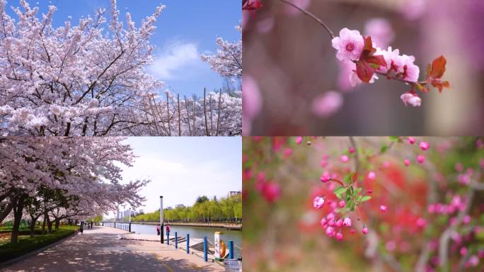 胶州三里河赏樱花