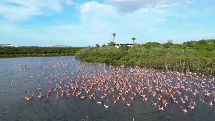 河中许多粉红色火烈鸟的鸟瞰图。委内瑞拉，玛格丽塔岛