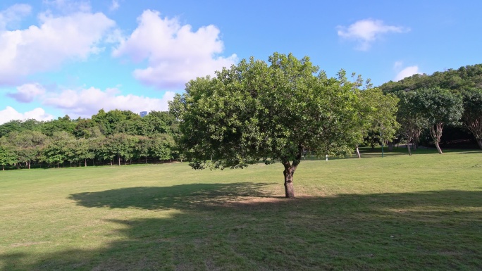 莲花山公园