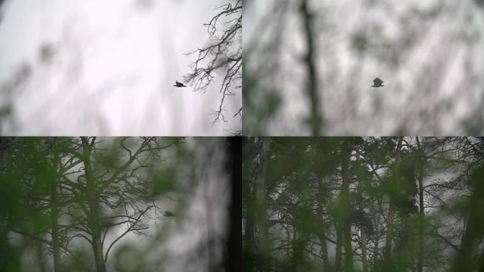 大型猛禽在树上飞翔