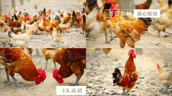 [10镜头+]走地鸡散养鸡养殖鸡群打鸣