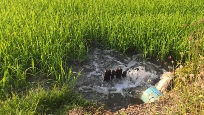 水从旧的PVC管道中流出，向下流到地面，以滋养水稻幼苗生长，等待收获。