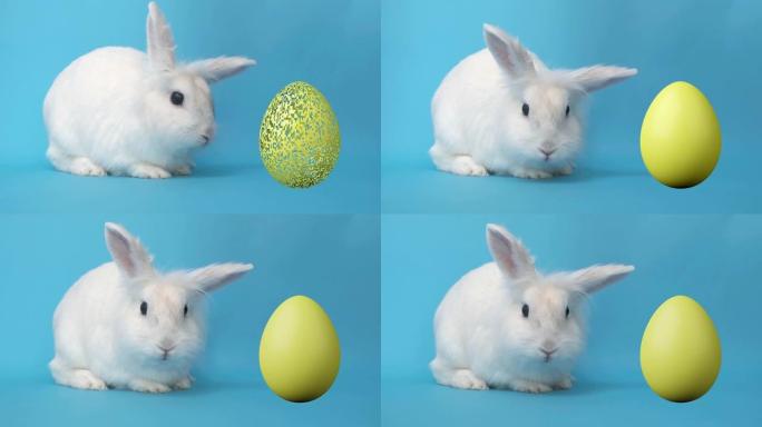 复活节兔子坐在蓝色背景上，黄色的鸡蛋出现在它旁边。3d动画。给复活节彩蛋上色。复活节节日的象征。复活
