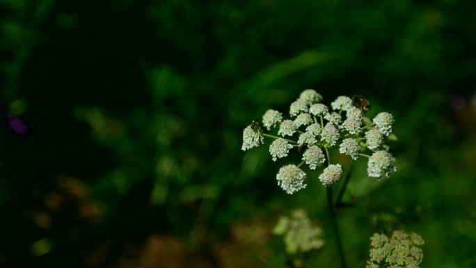 花草特写