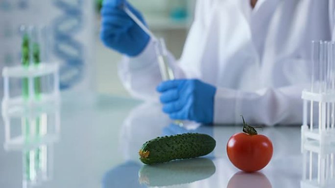 研究桌上的番茄和黄瓜，转基因食品，农业