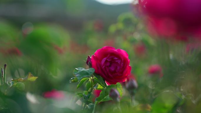 云南昆明当地玫瑰种植园全景记录采摘过程