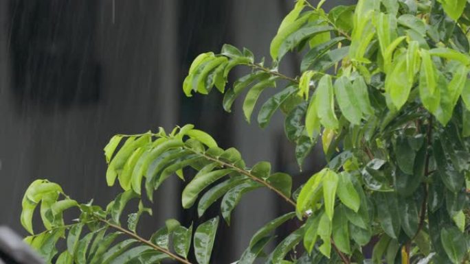 酸味植物的叶子在风中摇曳，淋上细雨