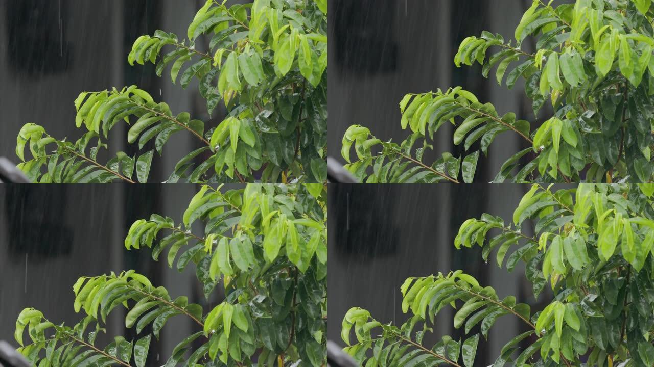 酸味植物的叶子在风中摇曳，淋上细雨
